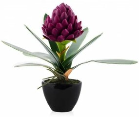 Floare decorativa ghimbir Gingeros