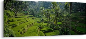 Tablou cu terasele cu orez Tegalalang, Bali (120x50 cm)