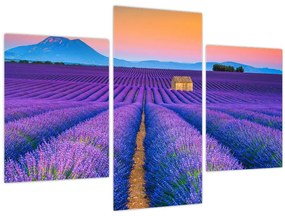 Tablou - Câmp de levănțica (90x60 cm)