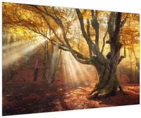 Tablou - Lumina de toamnă (90x60 cm)