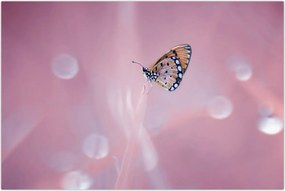 Tablou - Fluturele (90x60 cm)