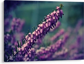Tablou cu floare violetă (70x50 cm)