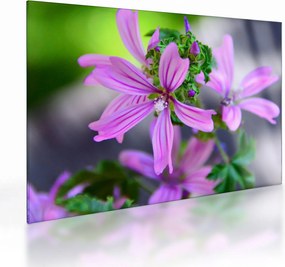 Tablou pe sticlă cu floarea detailat (70x50 cm)