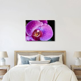Tablou detailat cu floare de orhidee (70x50 cm)