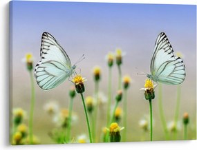 Tablou cu fluture pe floare (70x50 cm)