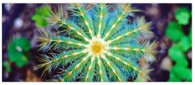 Tablou cu cactus (120x50 cm)