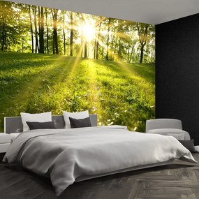 Fototapet Forest Sun.
