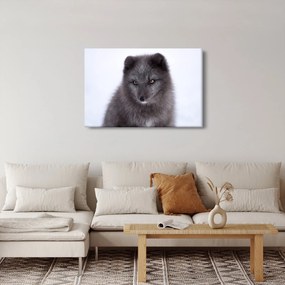 Tablou cu vulpe polară (90x60 cm)