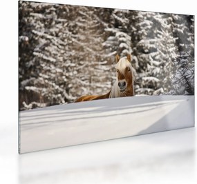 Tablou pe sticlă - Cal în peisaj de iarnă (70x50 cm)