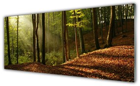 Tablouri acrilice Natural Pădurea Verde Maro