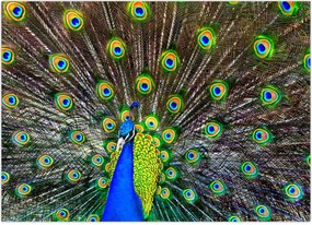 Tablou - Păun (70x50 cm)