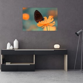 Tablou - fluture pe o floare portocalie (90x60 cm)