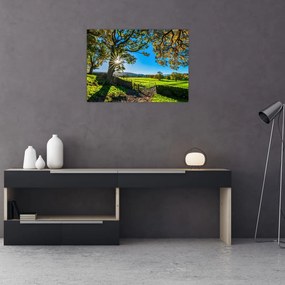 Tablou pe sticlă Privire la câmp (70x50 cm)
