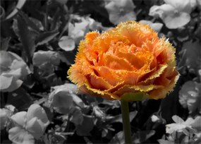 Tablou cu floare (70x50 cm)