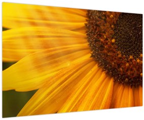 Tablou - Floarea-soarelui (90x60 cm)