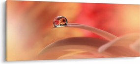 Tablou picăturii de rouă pe floare (120x50 cm)