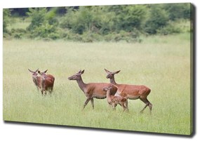Tablouri tipărite pe pânză Deer cu tinere