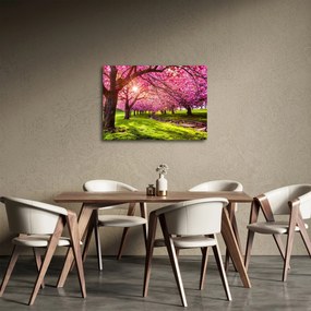 Tablou - Cireși înfloriți, Hurd Park, Dover, New Jersey (70x50 cm)