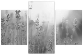 Tablou - Lavanda (90x60 cm)