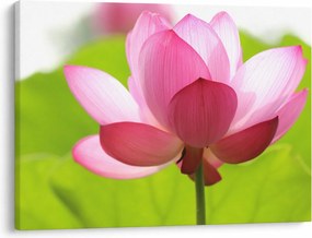 Tablou cu flori de lotus (70x50 cm)