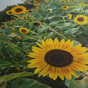Tablou - Câmpul de floarea-soarelui II. (90x60 cm)
