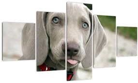 Tablou - cățeluș weimaraner (125x70 cm), în 40 de alte dimensiuni noi