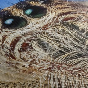 Tablou cu detalii a unui pâianjen (120x50 cm)