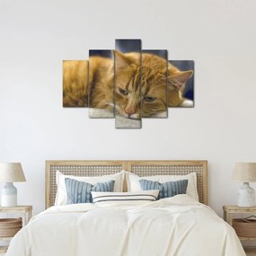 Tablou cu pisica (150x105 cm)