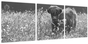 Tablou - Vacă scoțiană 5,alb-negru (cu ceas) (90x30 cm)