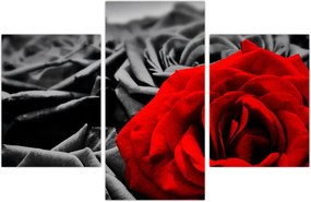 Tablou - Trandafir (90x60 cm)