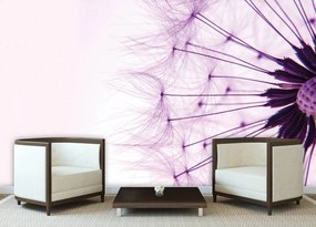 Fototapet - Păpădie - violetă (254x184 cm)