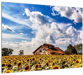 Tablou cu câmp de floarea soarelui (70x50 cm)