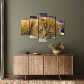Tabloul pisicii (150x105 cm)