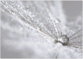 Tablou - Picătură de apă (70x50 cm)