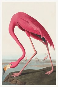 Reproducere The Pink Flamingo, John James Audubon