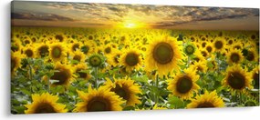 Tablou - Floarea-soarelui la apus de soare (120x50 cm)