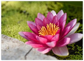 Tablou - Lotus (70x50 cm)