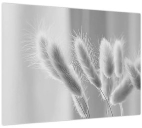 Tablou pe sticlă - Iarbă de coadă de iepure (70x50 cm)