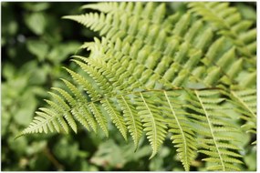 Tablou - Frunză de ferigă (90x60 cm)