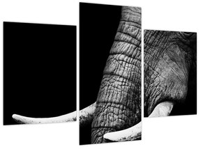 Tablou - Colți de elefant (90x60 cm)