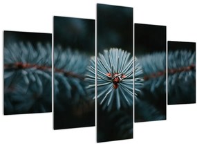 Tablou -Crenguțe ale unui conifer (150x105 cm)