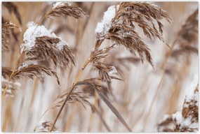 Tablou - Tei (90x60 cm)