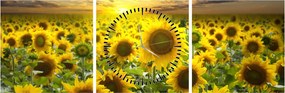 Tablou - Floarea-soarelui la apus de soare (cu ceas) (90x30 cm)