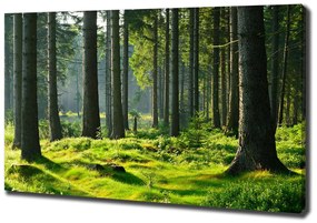 Pictură pe pânză Pădure de molid