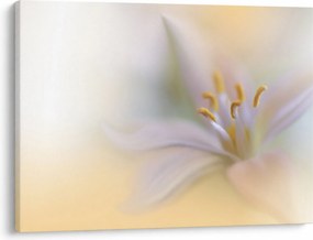 Tablou - Floare fragedă (70x50 cm)