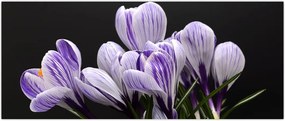 Tablou - Crocus violet (120x50 cm)
