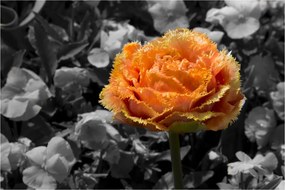Tablou cu floare (90x60 cm)