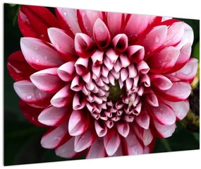 Tablou cu dalie roz (90x60 cm)