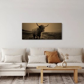 Tablou - Vacă scoțiană pe fugă (120x50 cm)