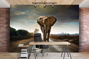Fototapet - Elefant (254x184 cm)